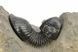 Paralejurus Trilobite With Amazing Preparation - Atchana, Morocco #254098-1